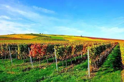 Rheinhessen